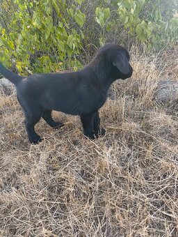 Labrador-Welpen zu verkaufen - 2