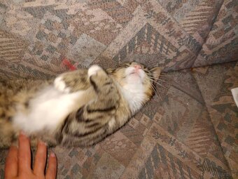 junge Katzen suchen dringend neues Zuhause - 2