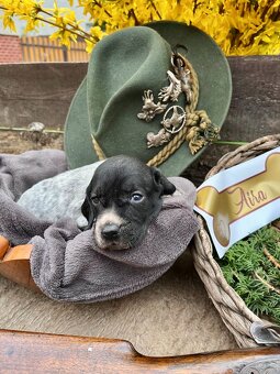Auvergne Hűhnerhund/Jagdhund (FCI) - 2