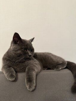 BKH Kater - 2
