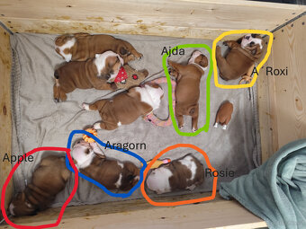 Englische Bulldoggenwelpen mit PP - 2