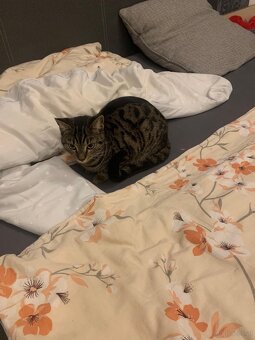 Tigerkatze - 2