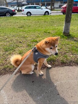 Wunderschöner Shiba Inu sucht liebevolles Zuhause 🐾 - 2