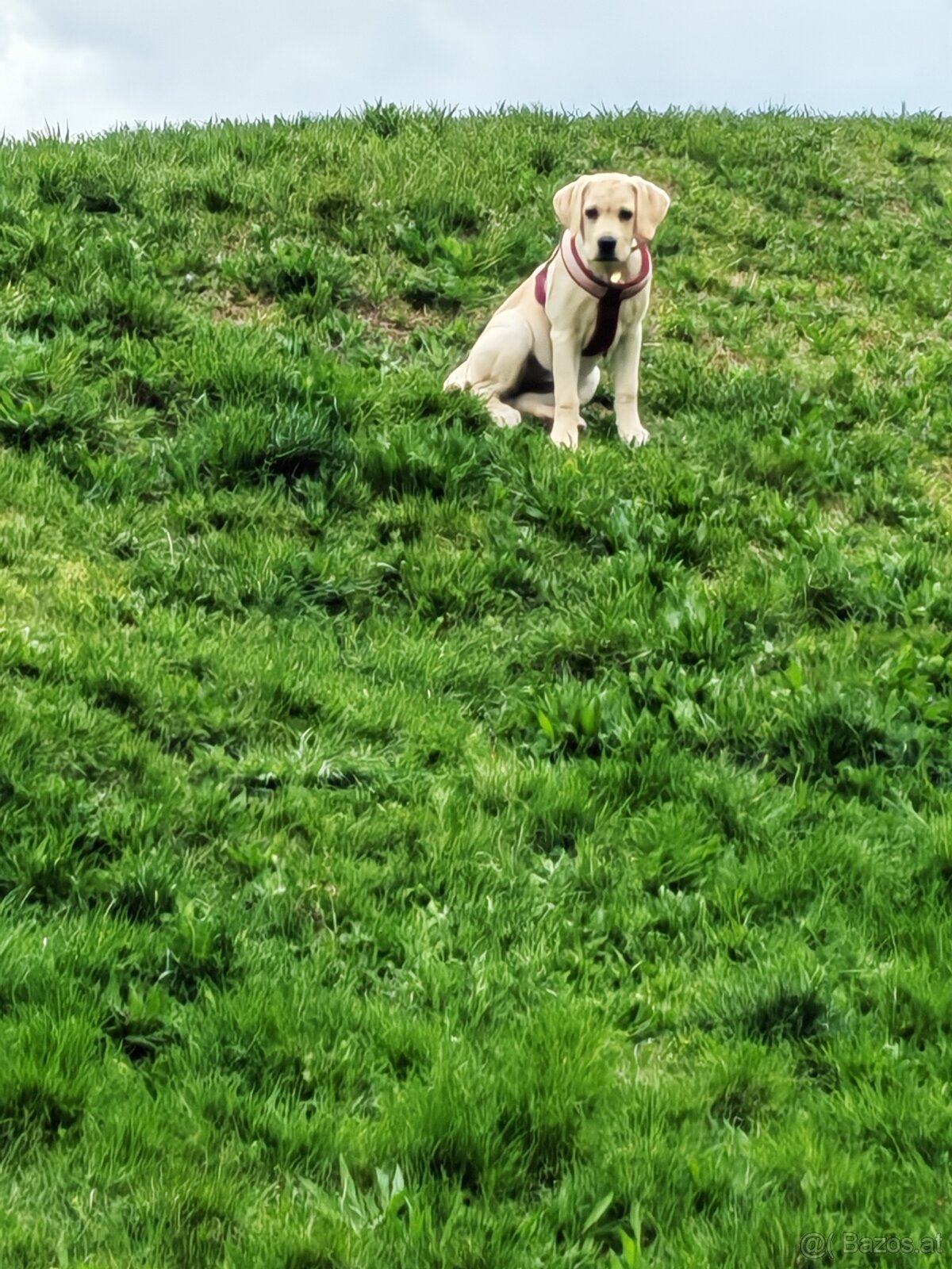 Labrador Welpe - 3