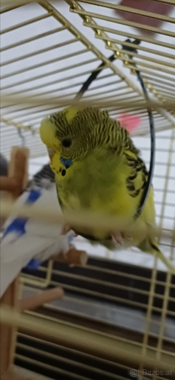 Wellensittiche zum Verkauf - 3