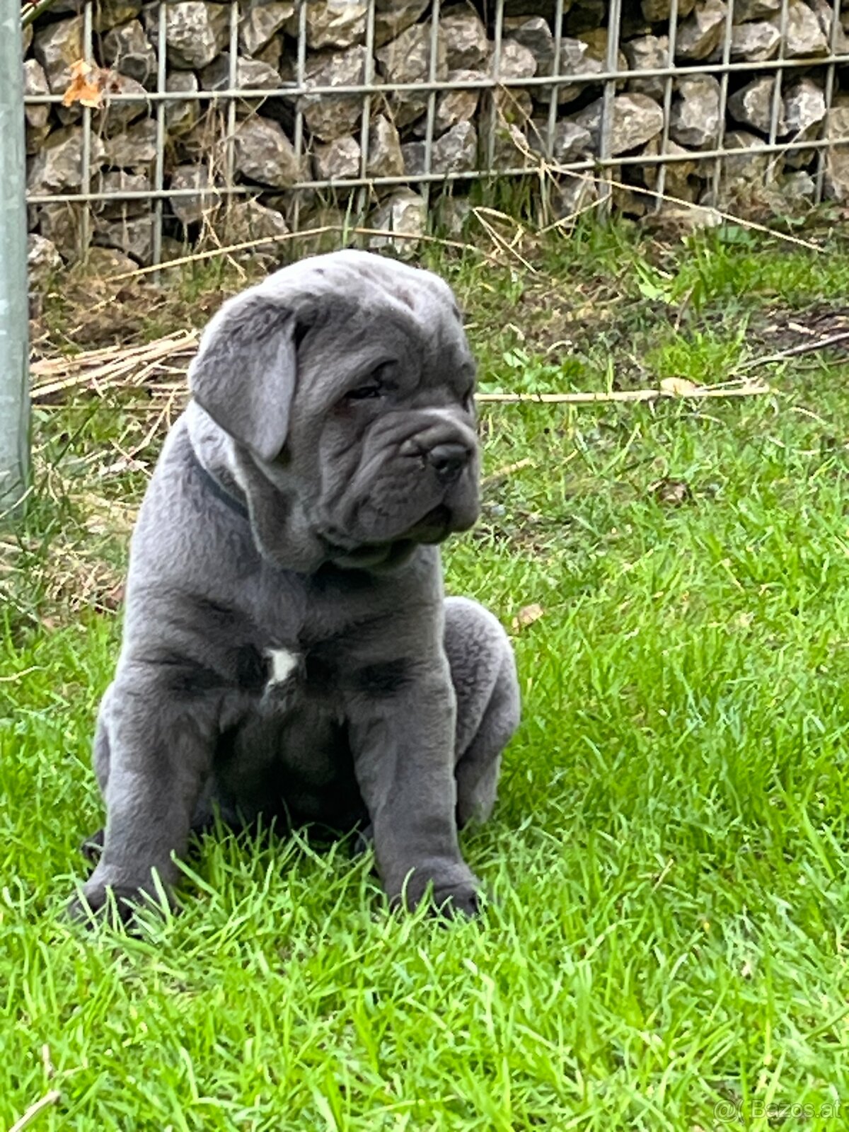 Reinrassige Cane Corso Welpen - 3