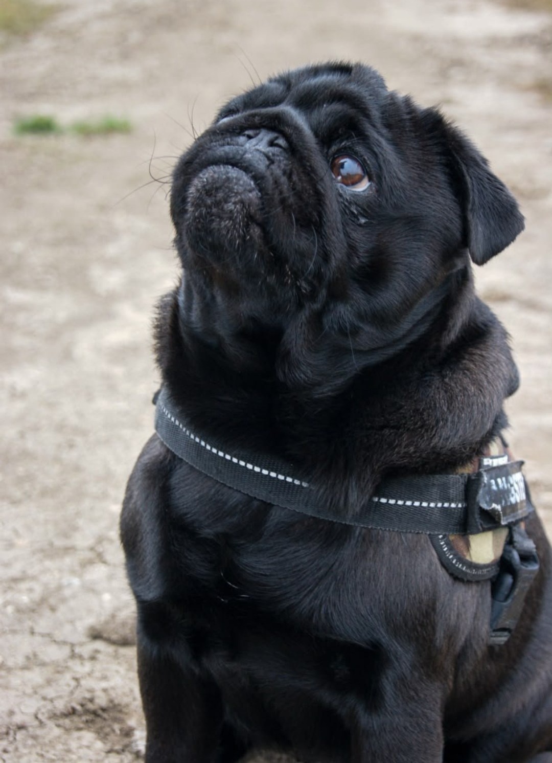 Mops Welpen mit Ahnentafel - 3