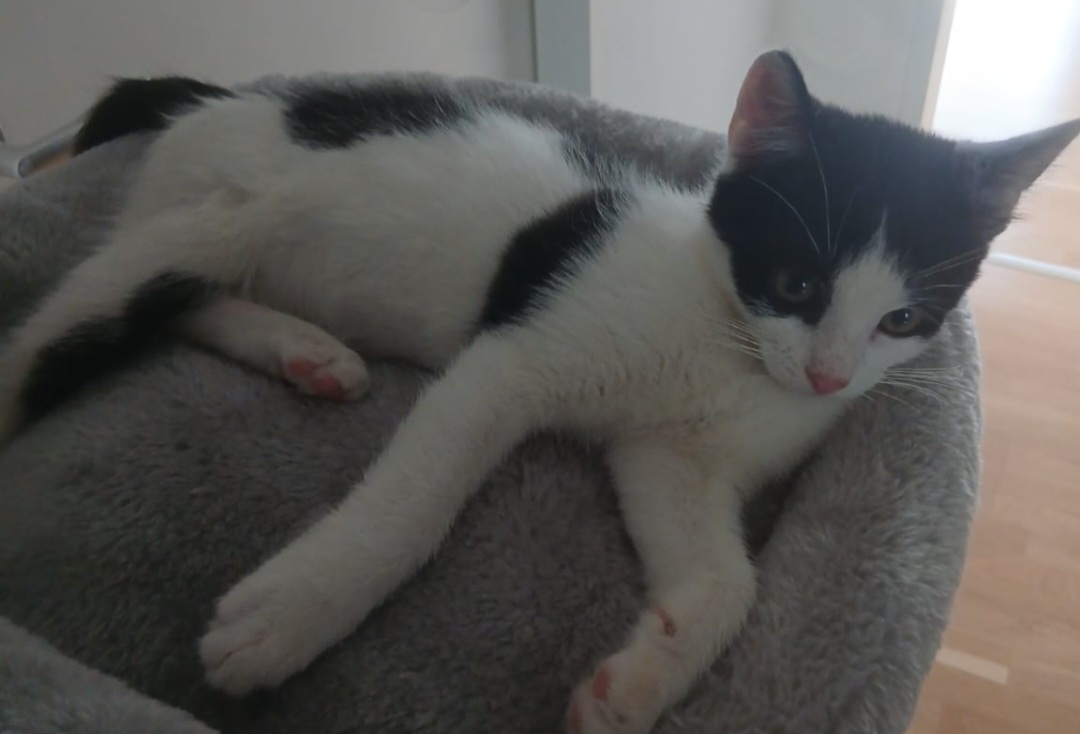 Hauskatze - 3