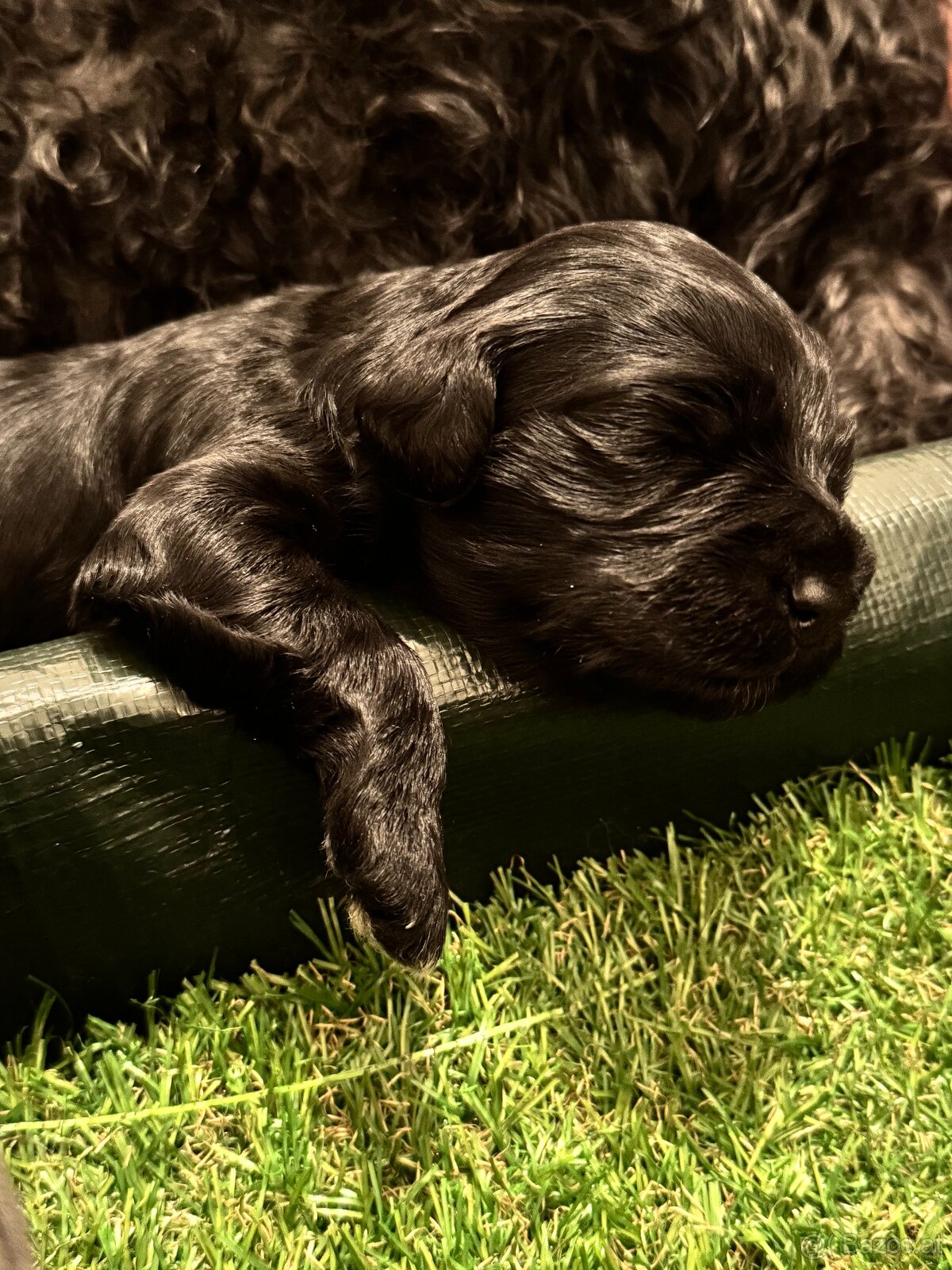 Portugiesische Wasserhundewelpen - 3