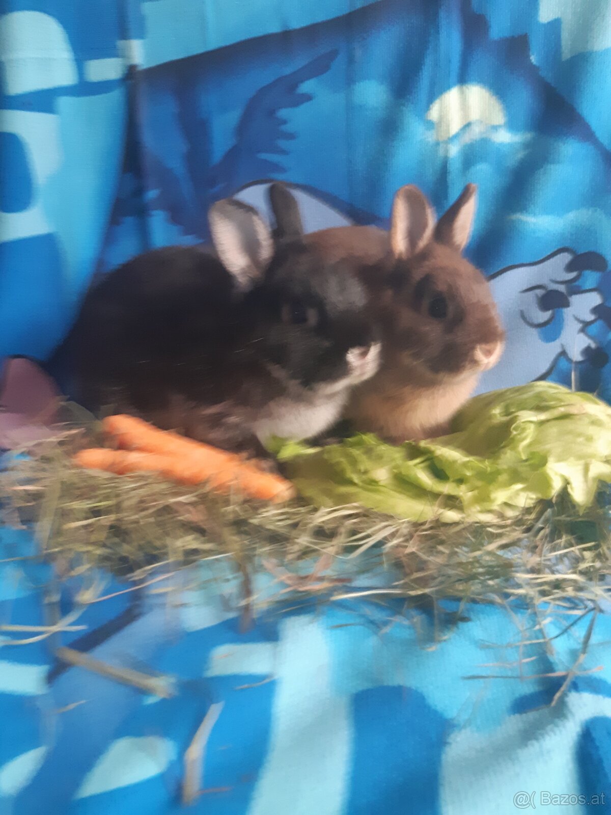 Zwergkaninchen Babys zu vergeben - 3