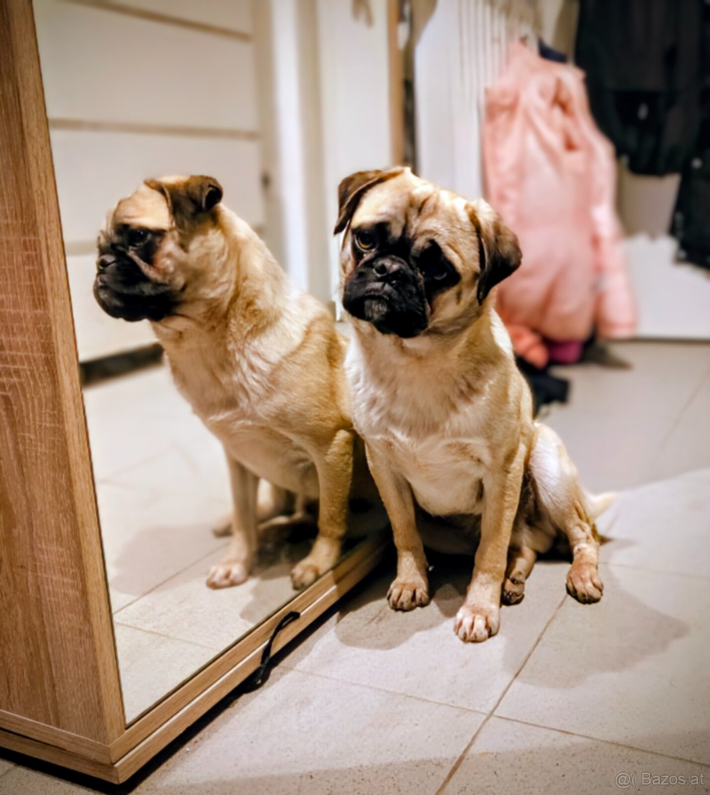 Sportlicher MOPS Rüde - 8 Monate - 3