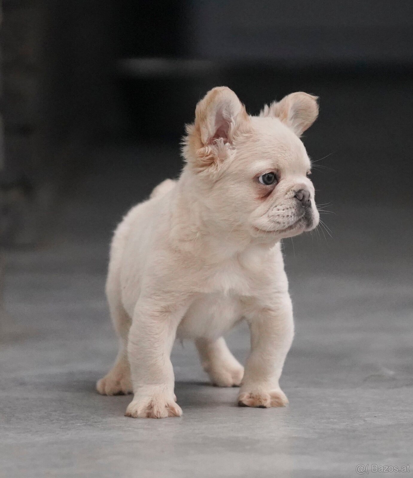 Fluffy Franzöische Bulldogge - 3