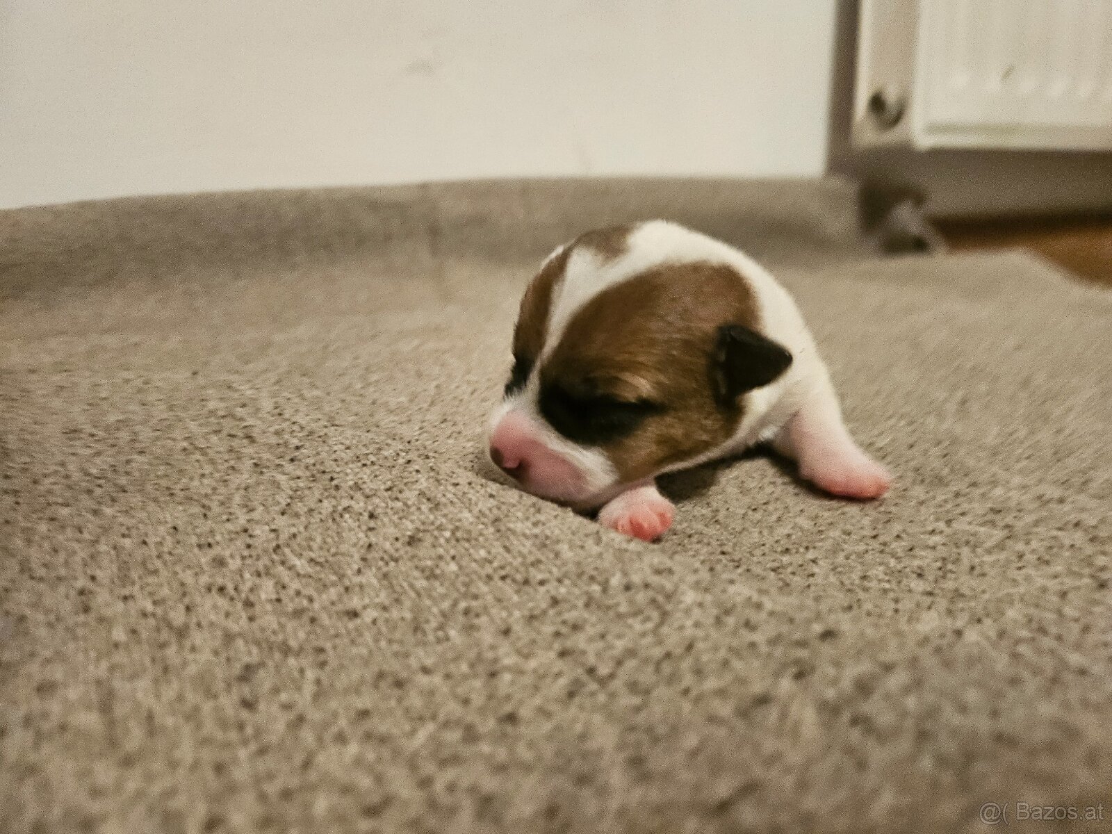 Jack Russell Terrier Welpen gew.13.04.2026 - 3