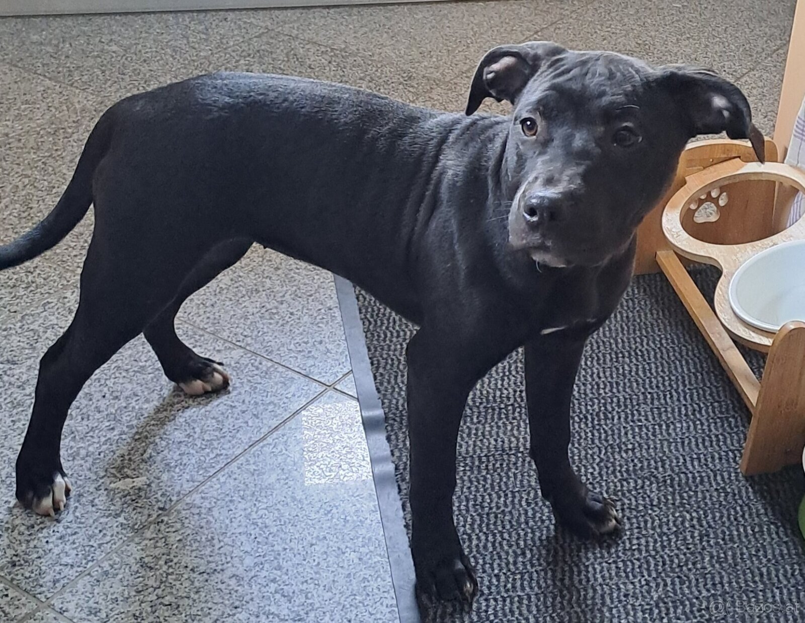 reinrassige APBT Welpen - 3