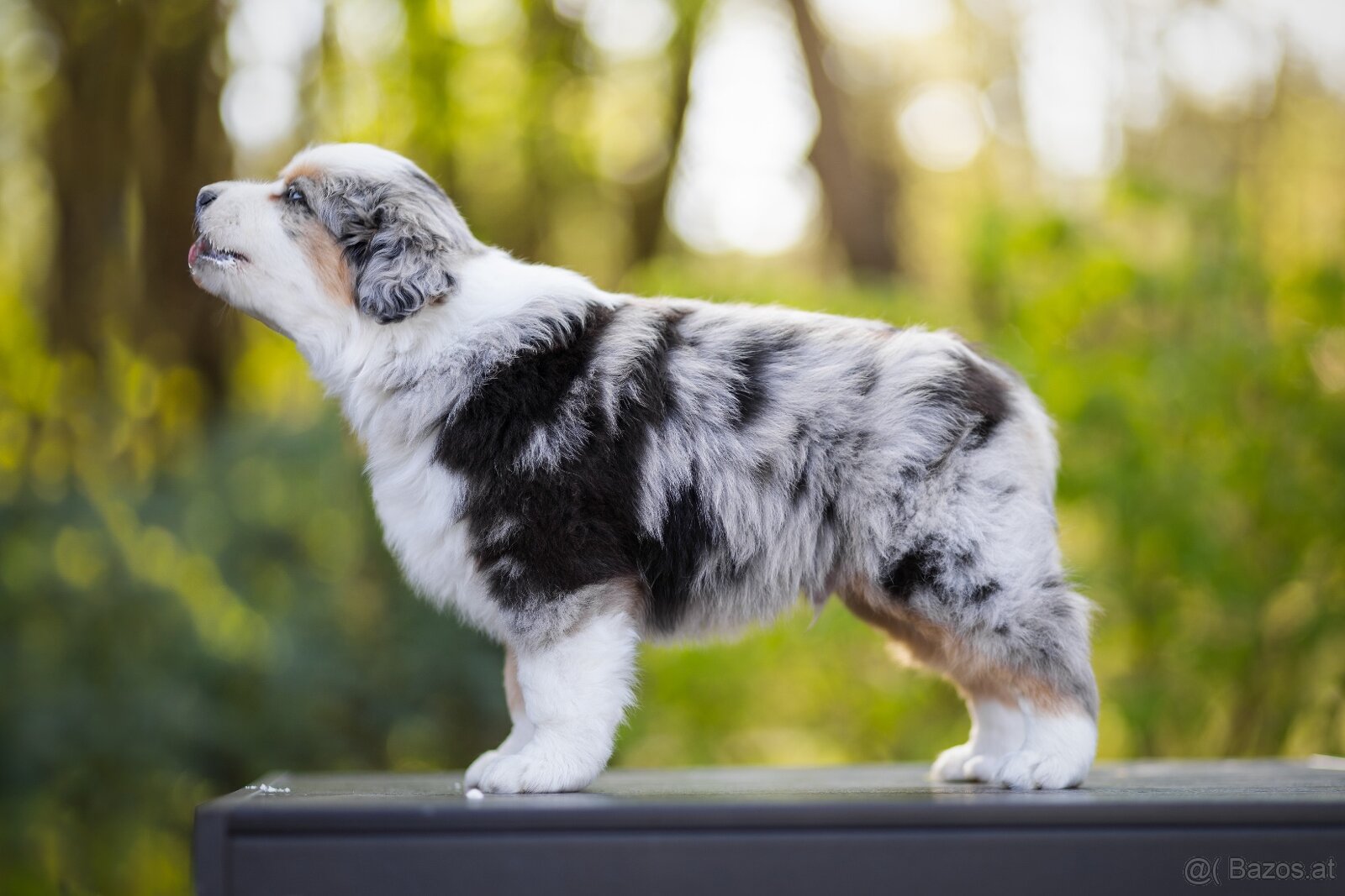 Miniature American Shepherd FCI - 3