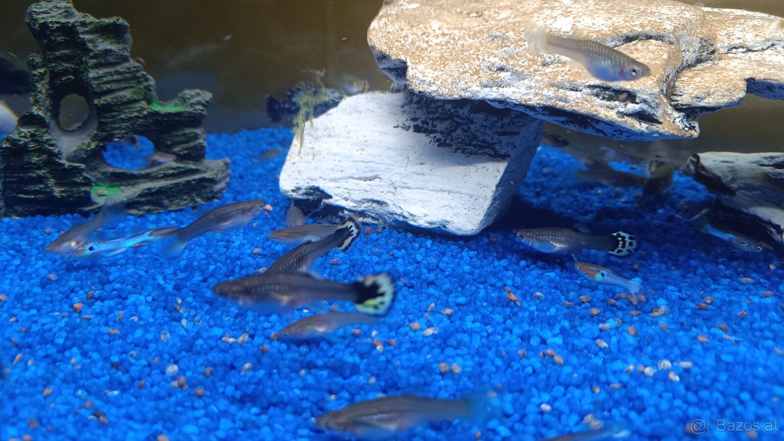 Guppy, Molly - 3