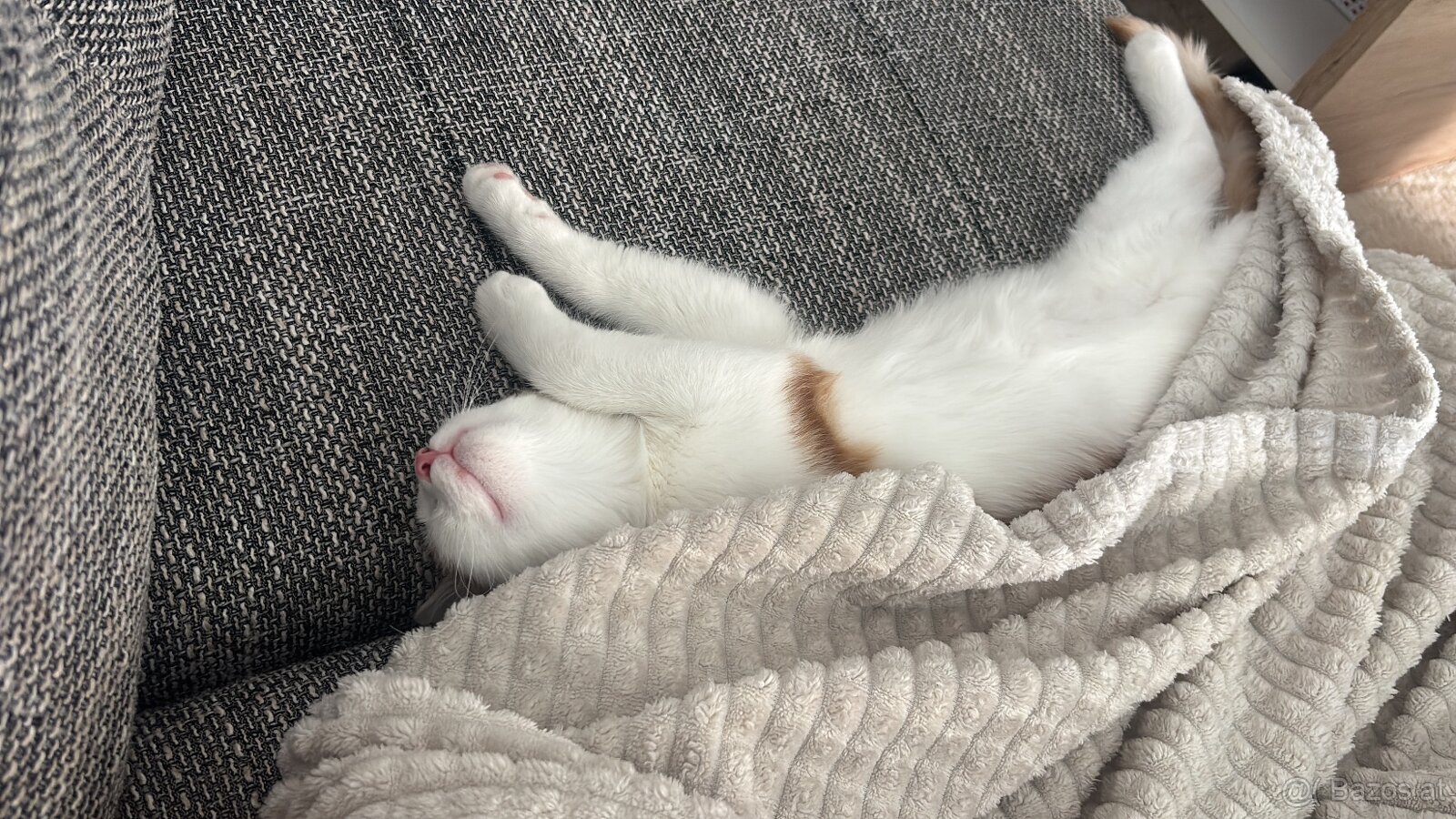 Katzenmädchen zu vergeben - 3