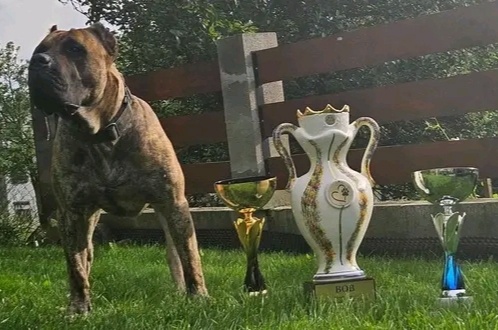 Presa Canario - 3