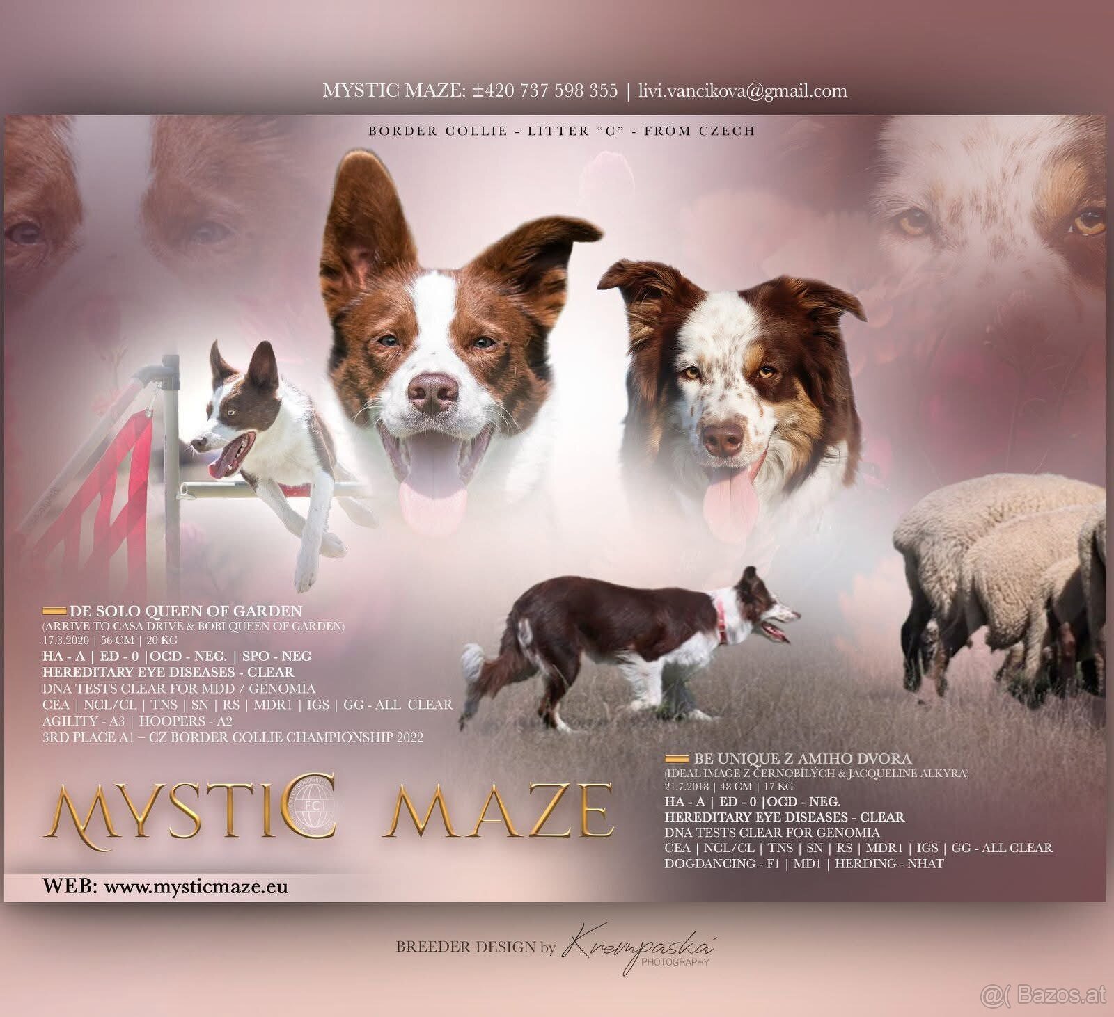 Beautiful Border Collie Puppy Ready to Join Your Family - 3