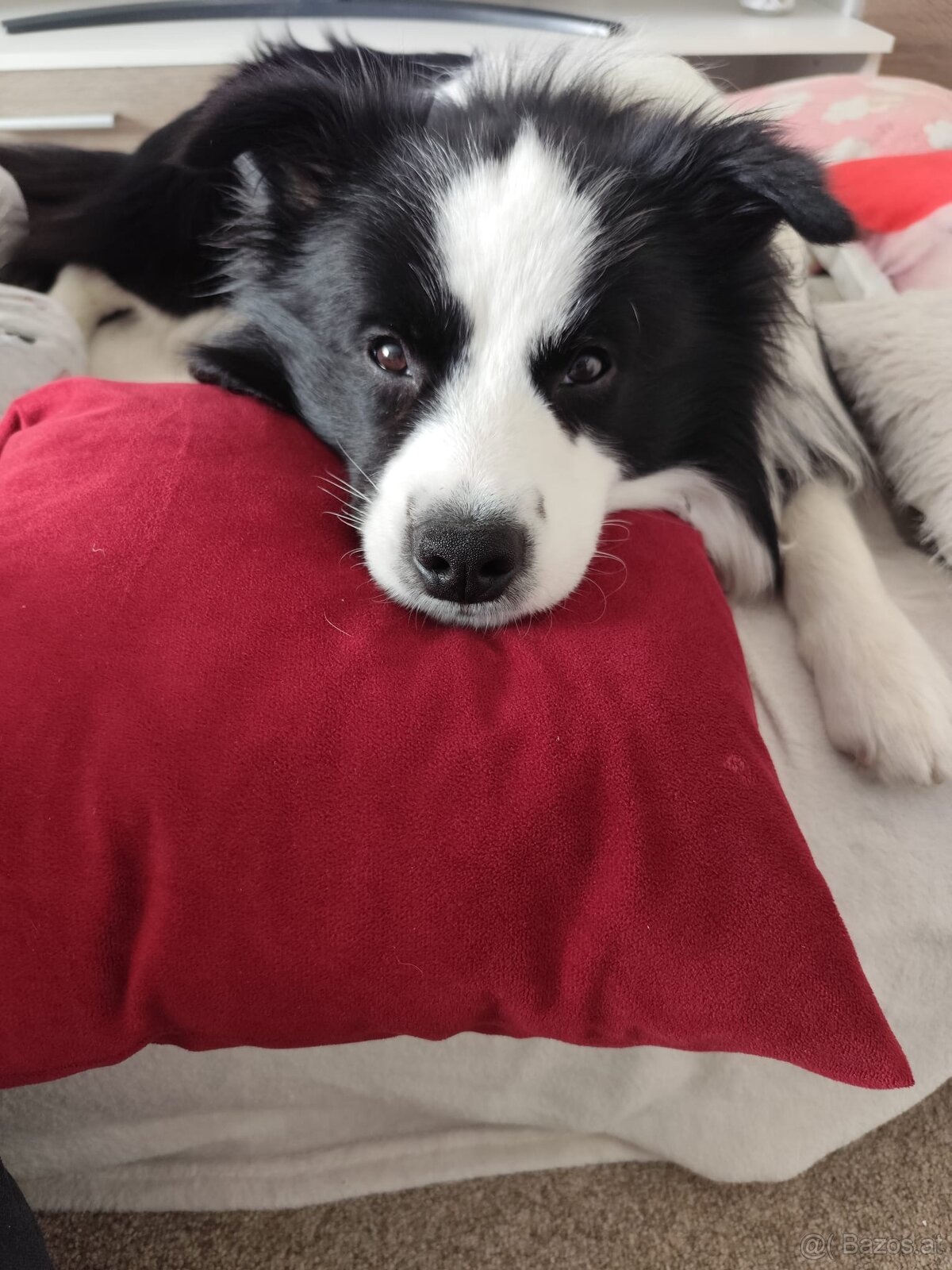 Border collie - 3