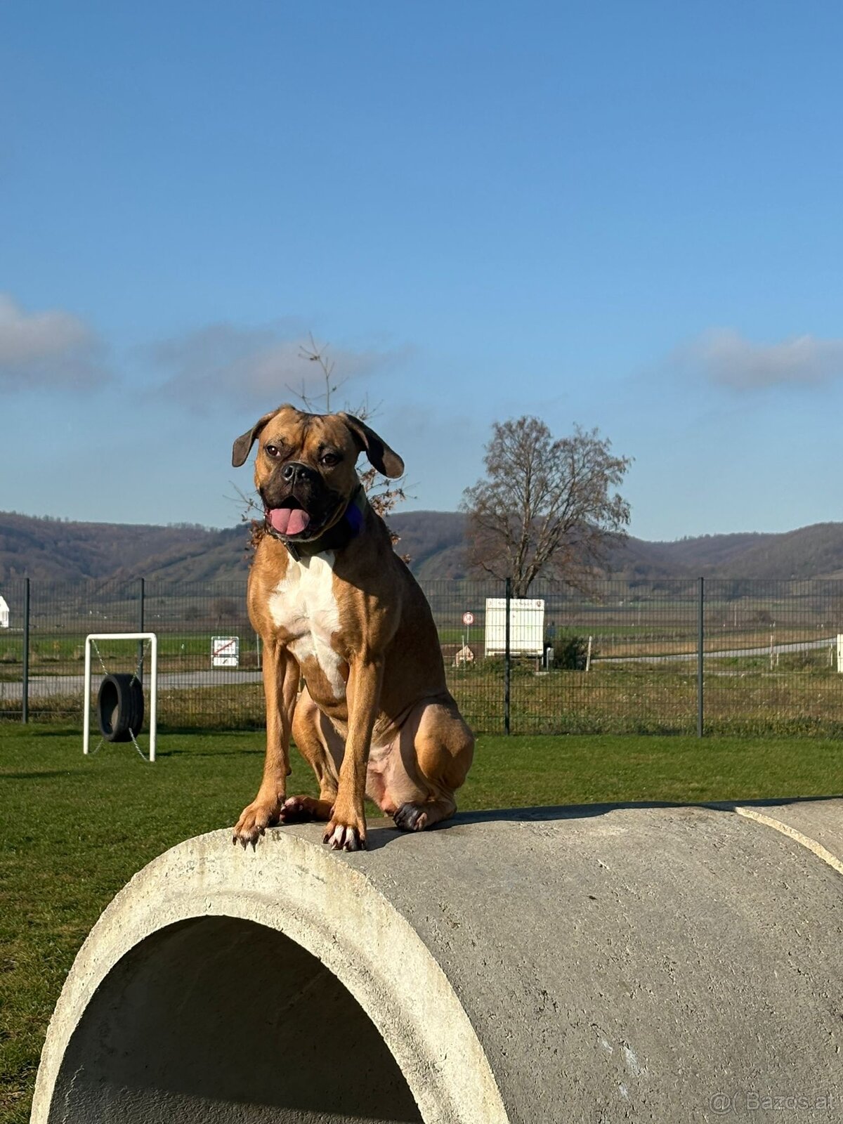 Boxermix Hündin sucht ihre Familie - 3