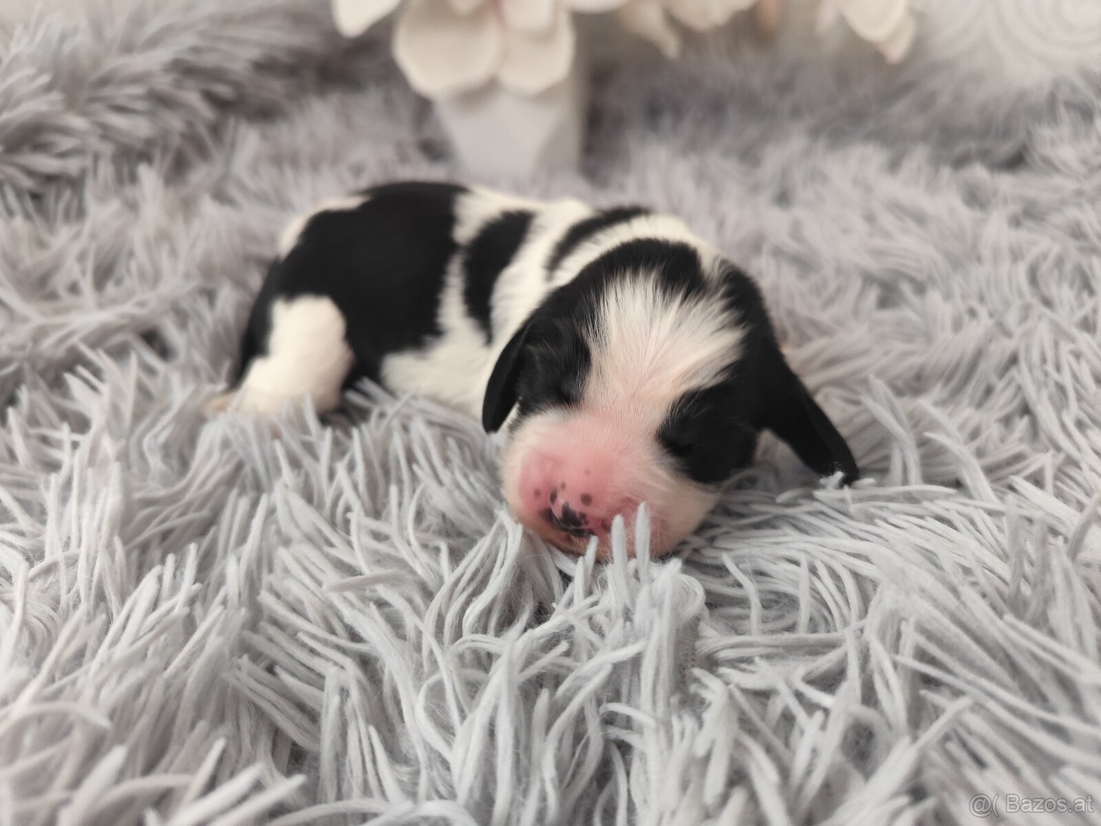 Englische Springer Spaniel Welpen mit PP FCI - 3