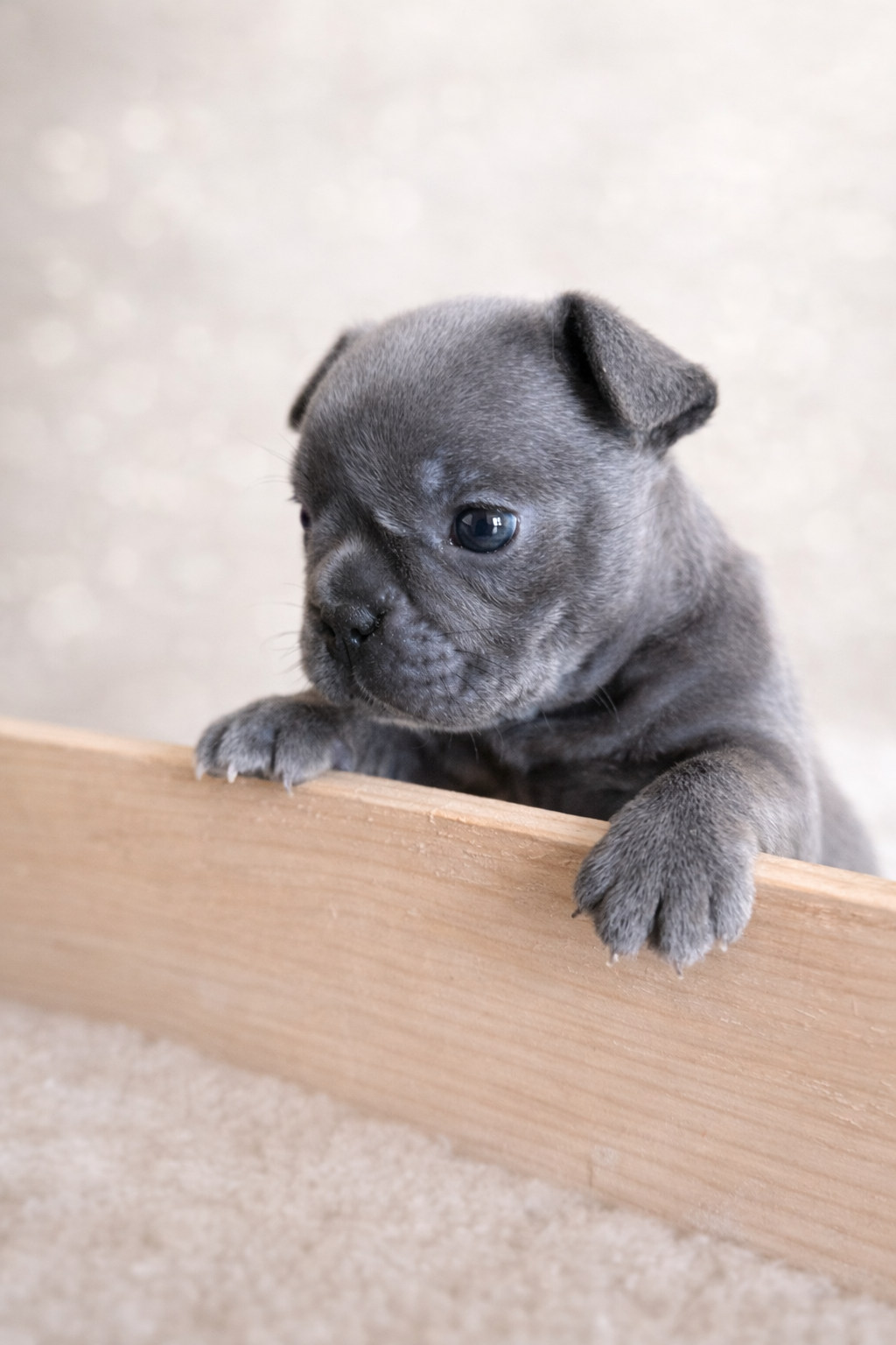 Exklusive Französische Bulldogge Hündin in Blau - 3