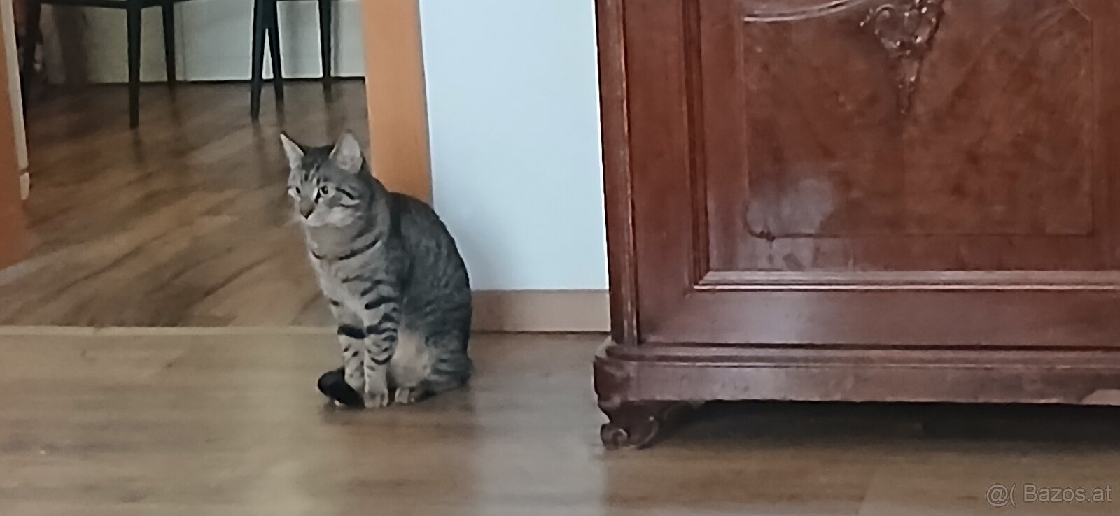 2 Kater suchen ein neues Zuhause - 3