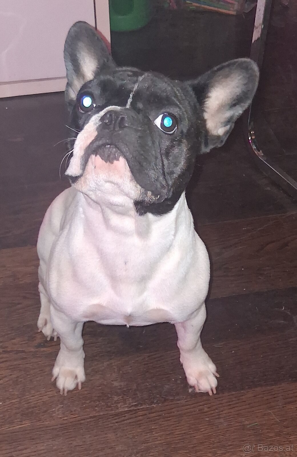 Französische Bulldogge ella - 3