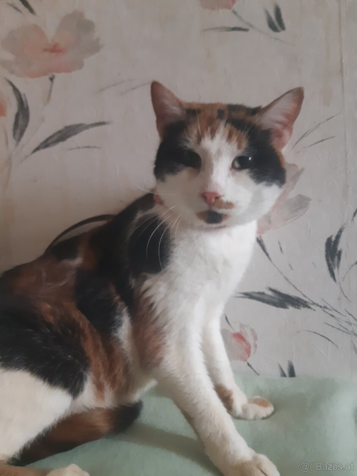 KATZEN FREUNDE AUFGEPASST - 3