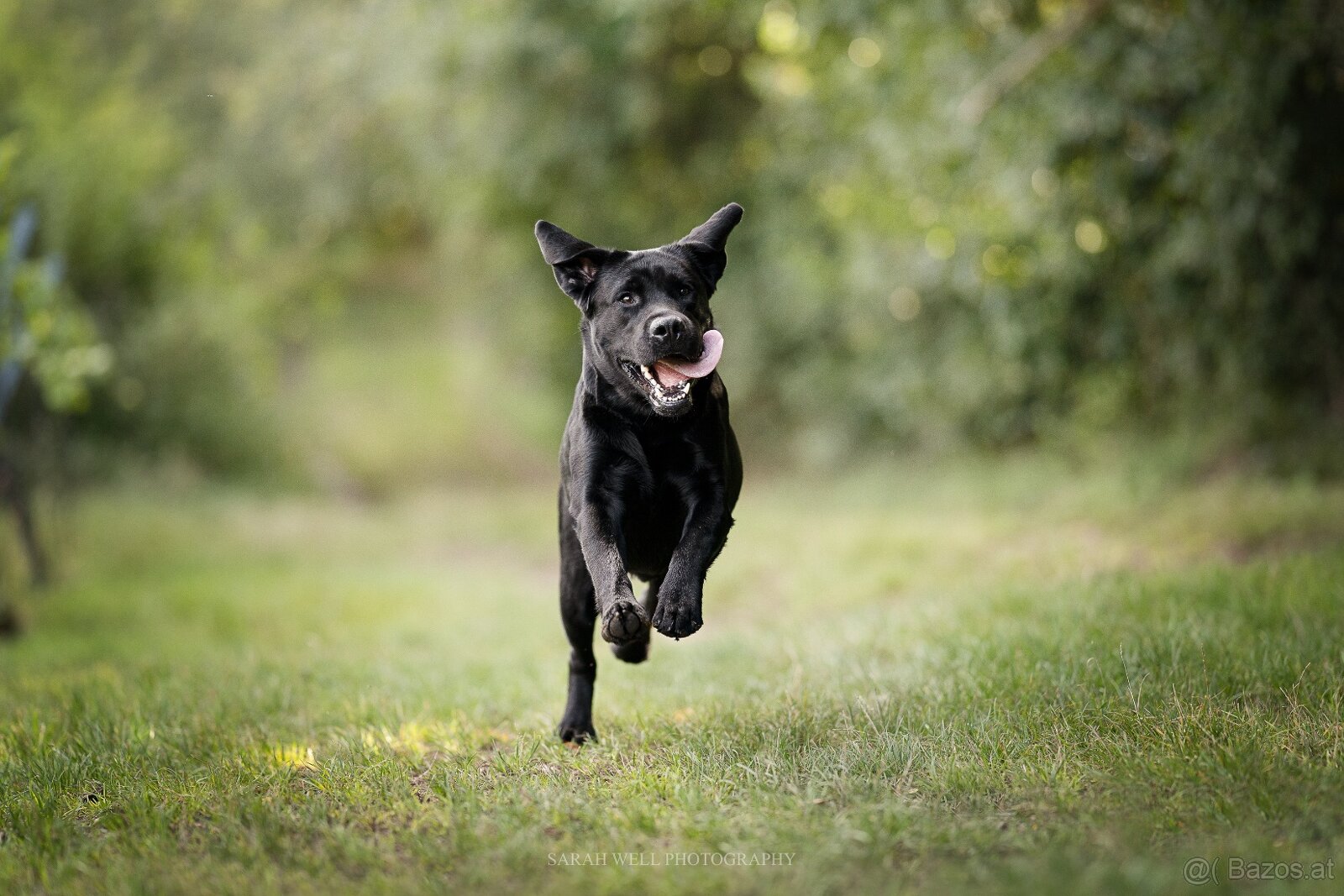 Labrador Deckrüde mit FCI Ahnentafel - 3