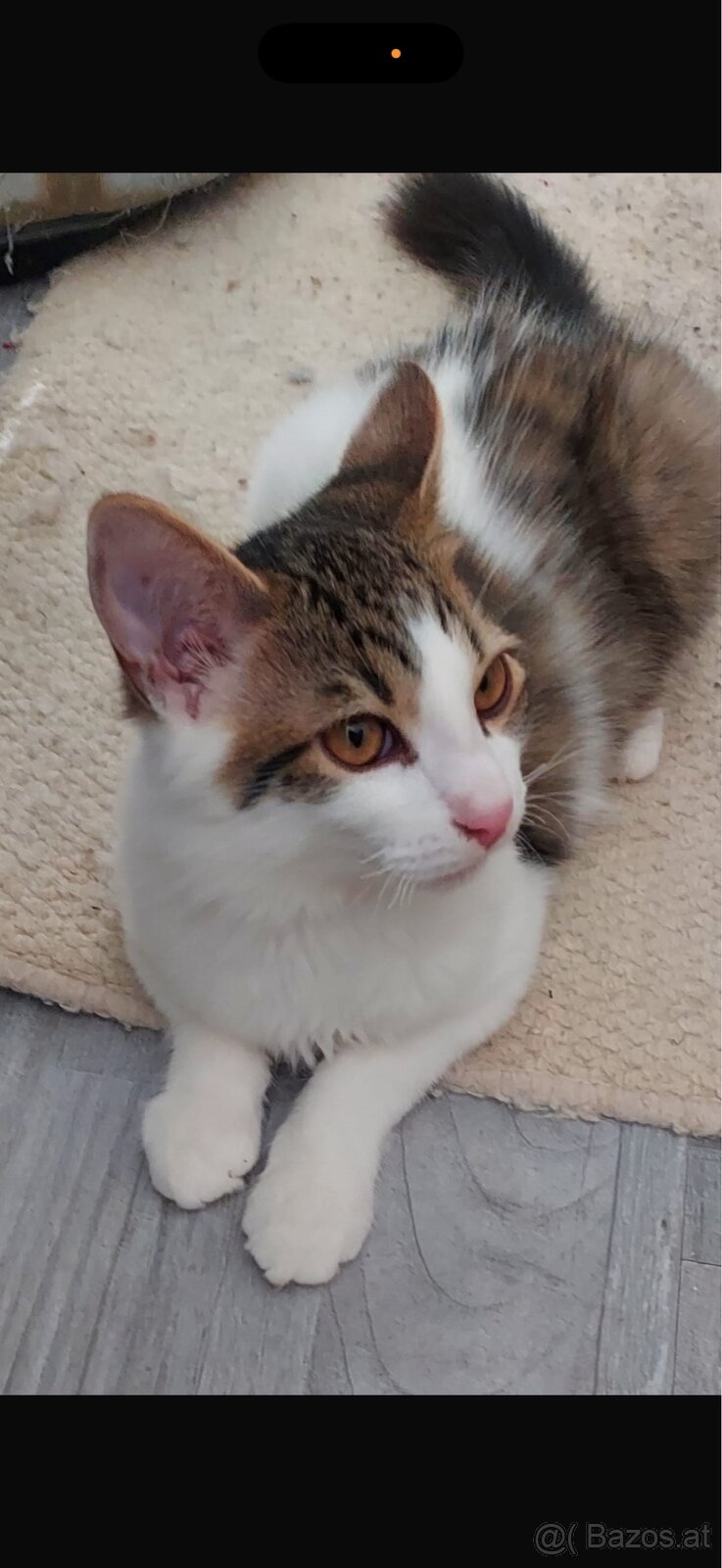 Babykatzen drei Mädchen ein Bub - 3