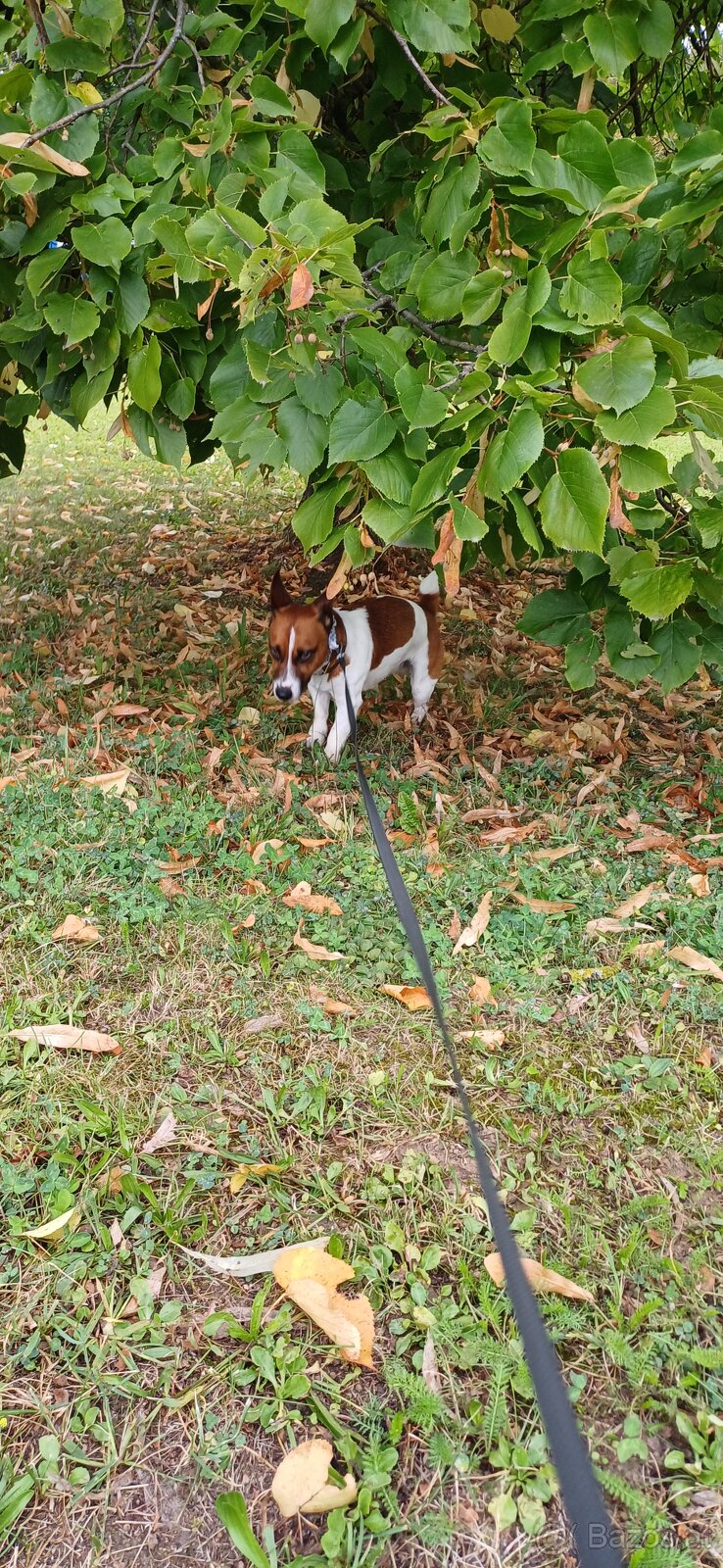 Jack Russell Trrier - 3