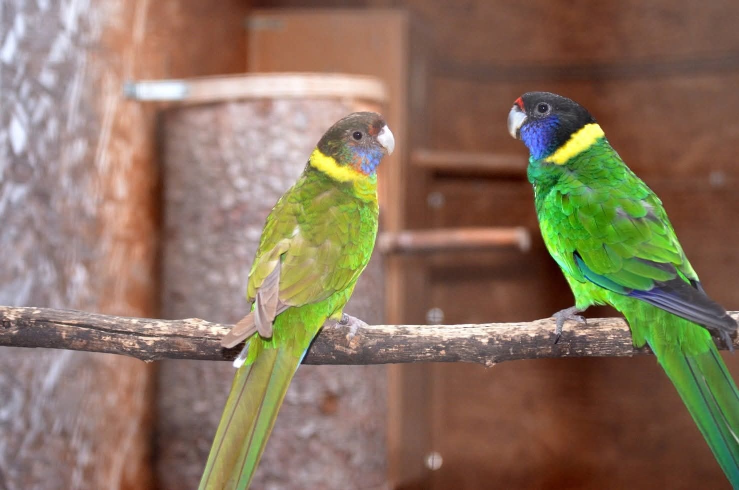 Kauf RINGSITTICH - 3