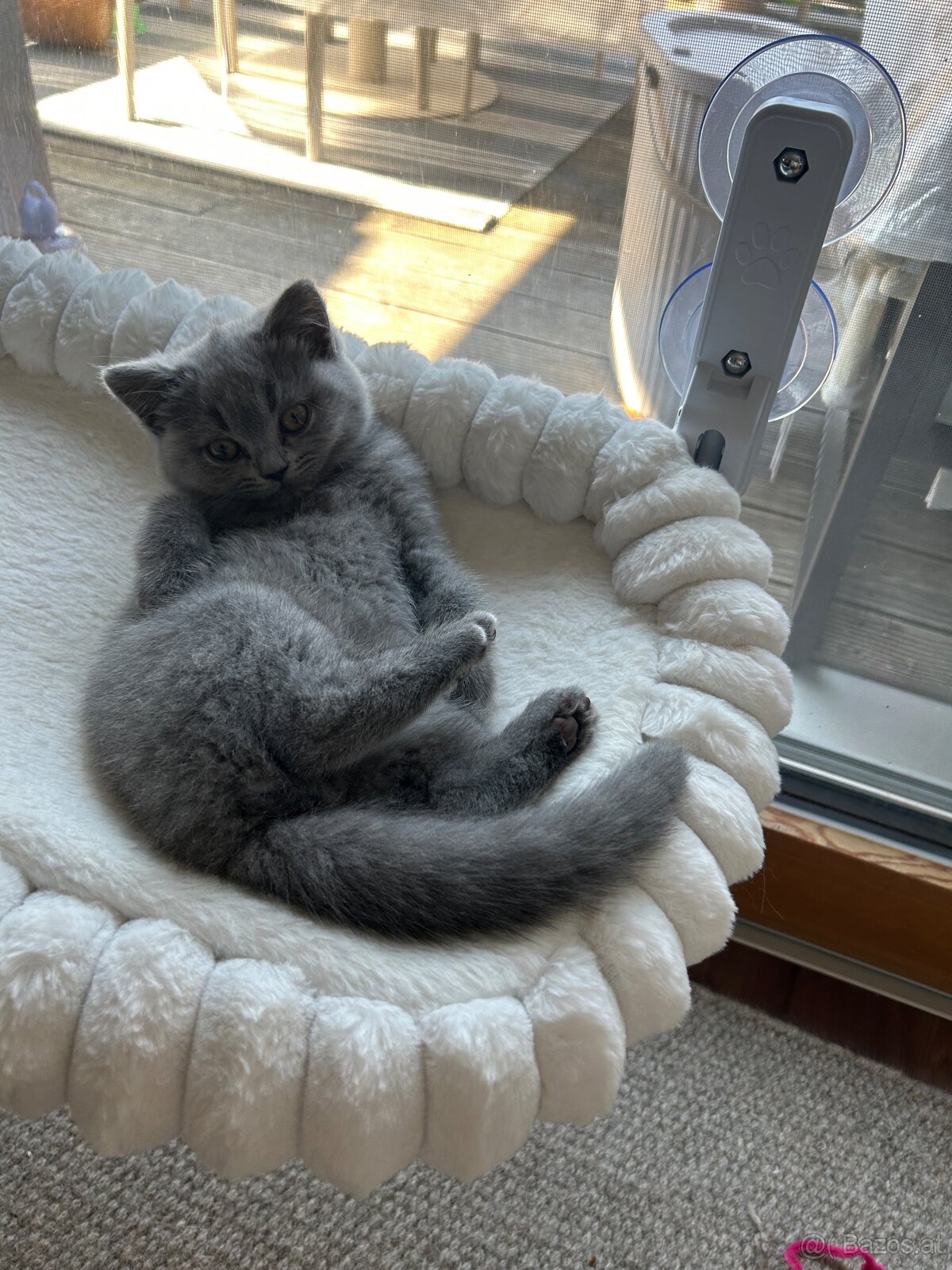 BKH Kitten - 3