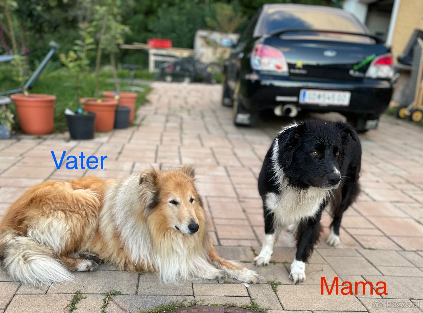 Border Colie/ Colie Welpen - 3