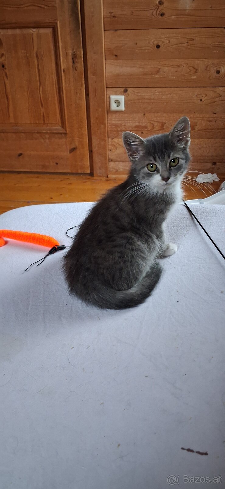 Süsse (langhaar) katzenbabys suchen liebevolles zuhause - 3