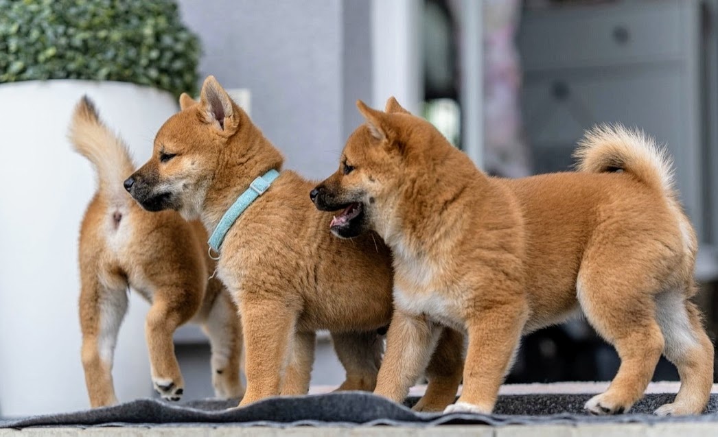 Shiba inu welpen mit FCI Pedigree - 3