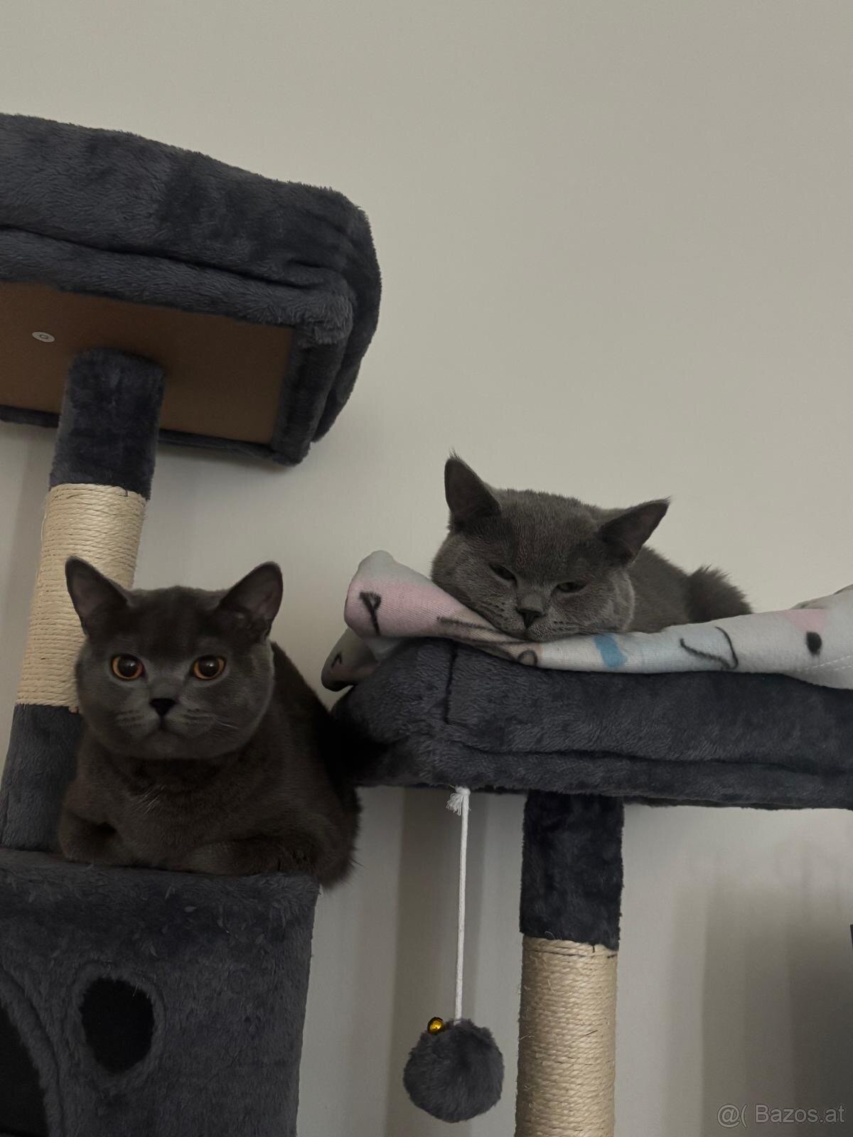 2 Britisch Kurzhaar Katzen (9 und 12 Monate) nur gemeinsam - 3