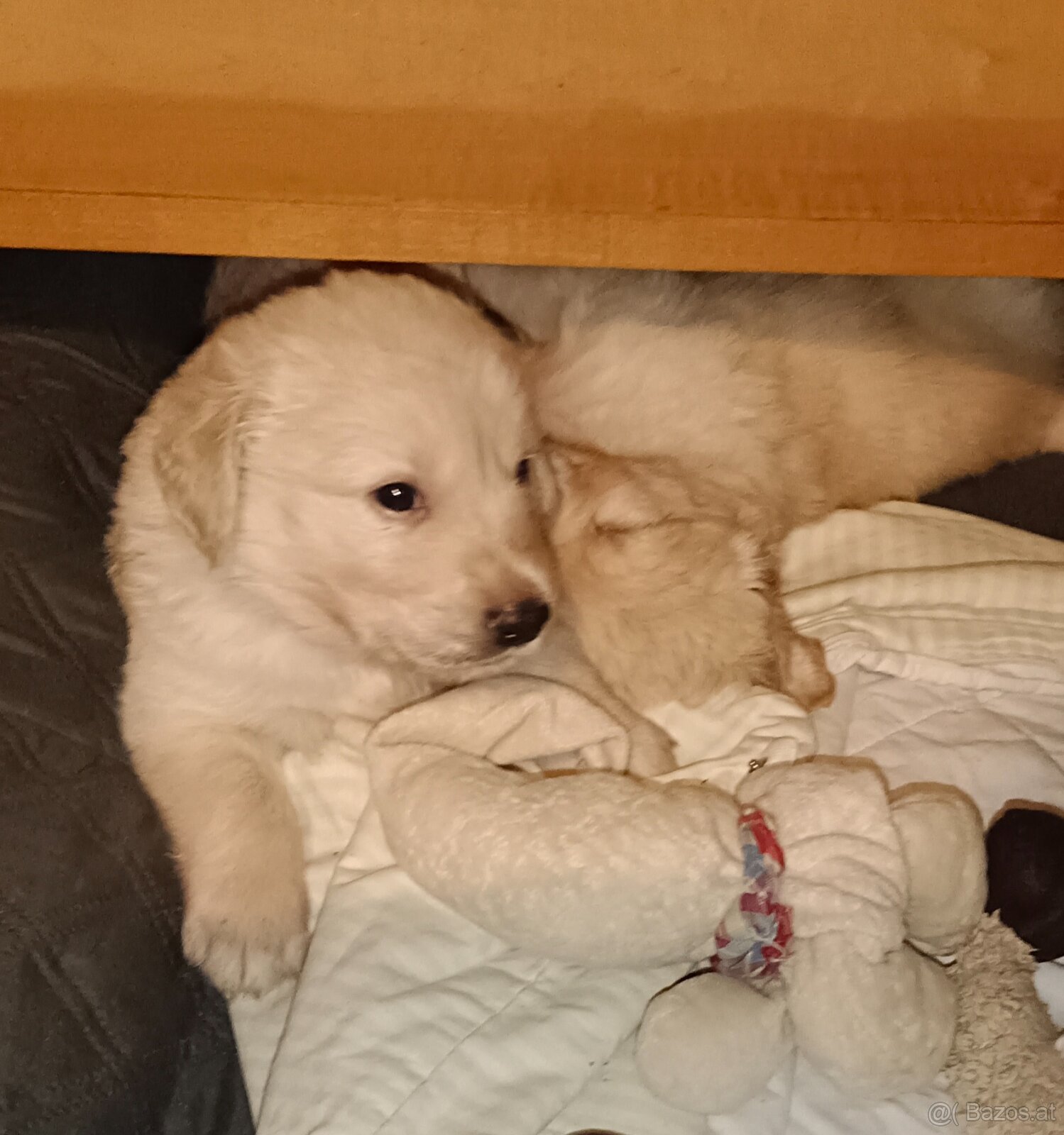 Golden Retriever Welpen - 3