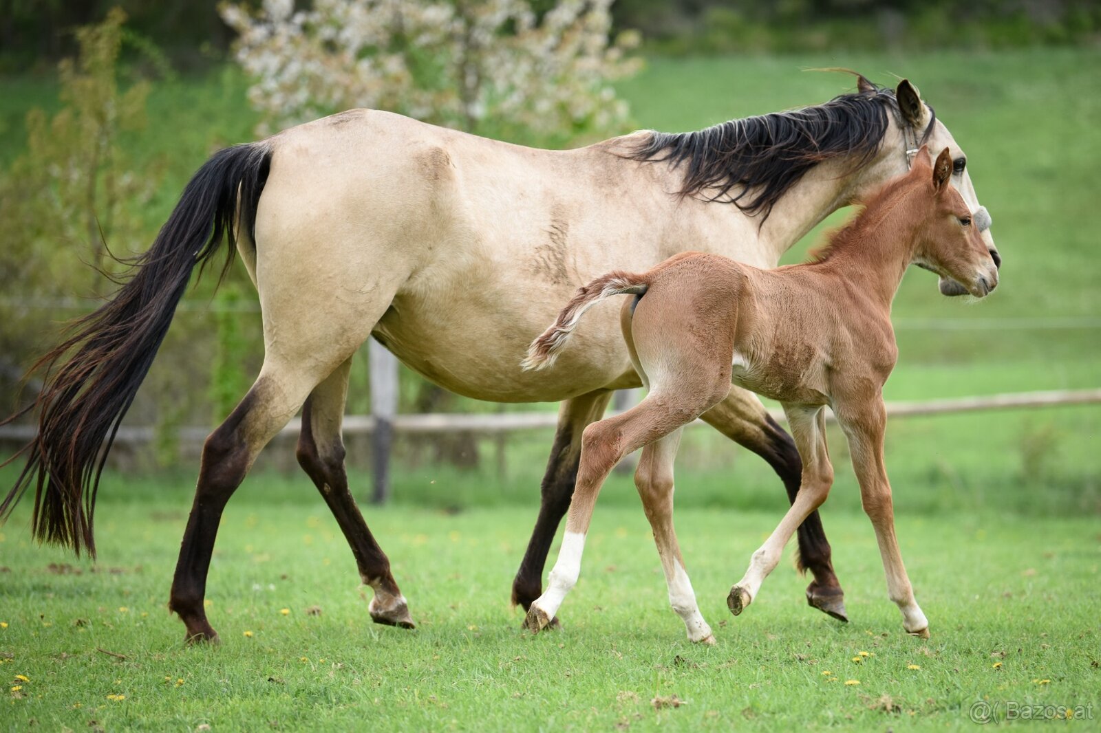 Lusitano Hengst PSL - 3