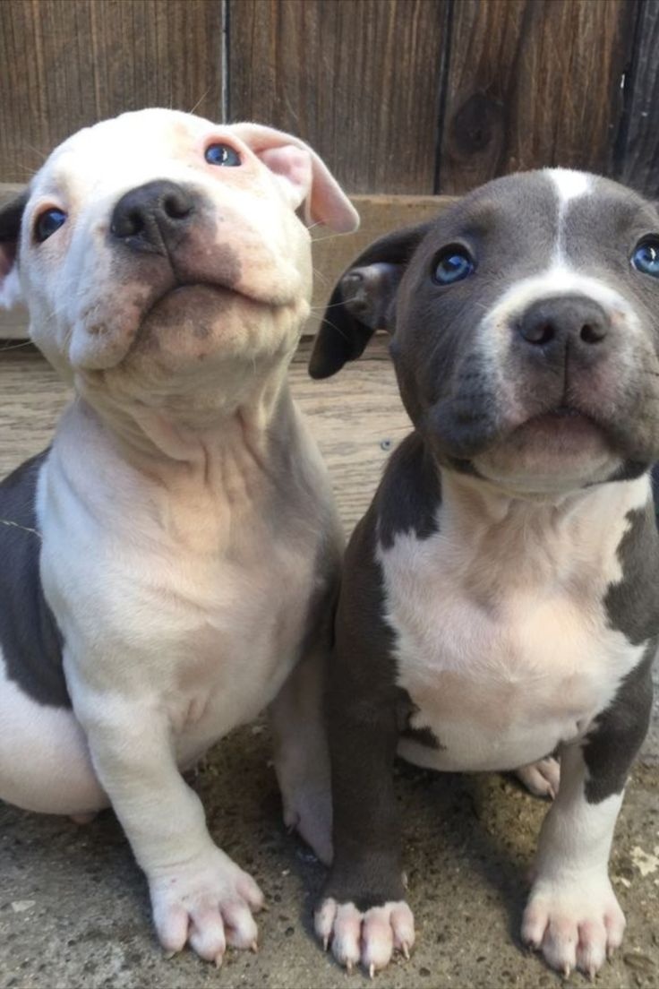 Wunderschöne American Pit Terrier Welpen - 3