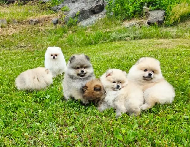 Wunderschöne Zwergspitz-Pomeranian welpen - 3
