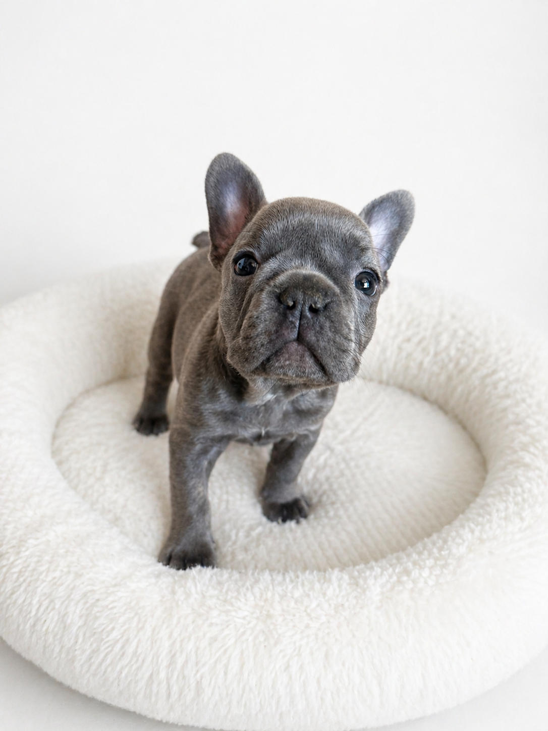 Französische Bulldogge – blaue Hündin mit Stammbaum - 3