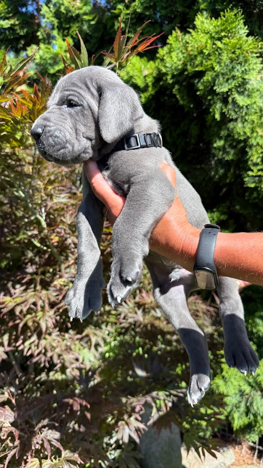 Deutsche Dogge blau - 3