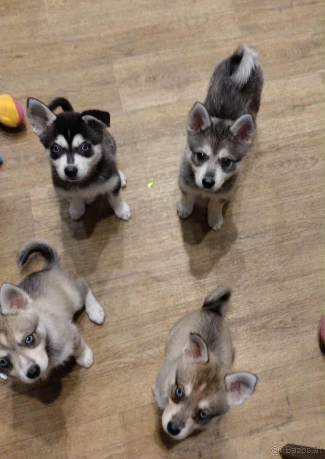 Alaskan Klee Kai (Mini Husky) - 3