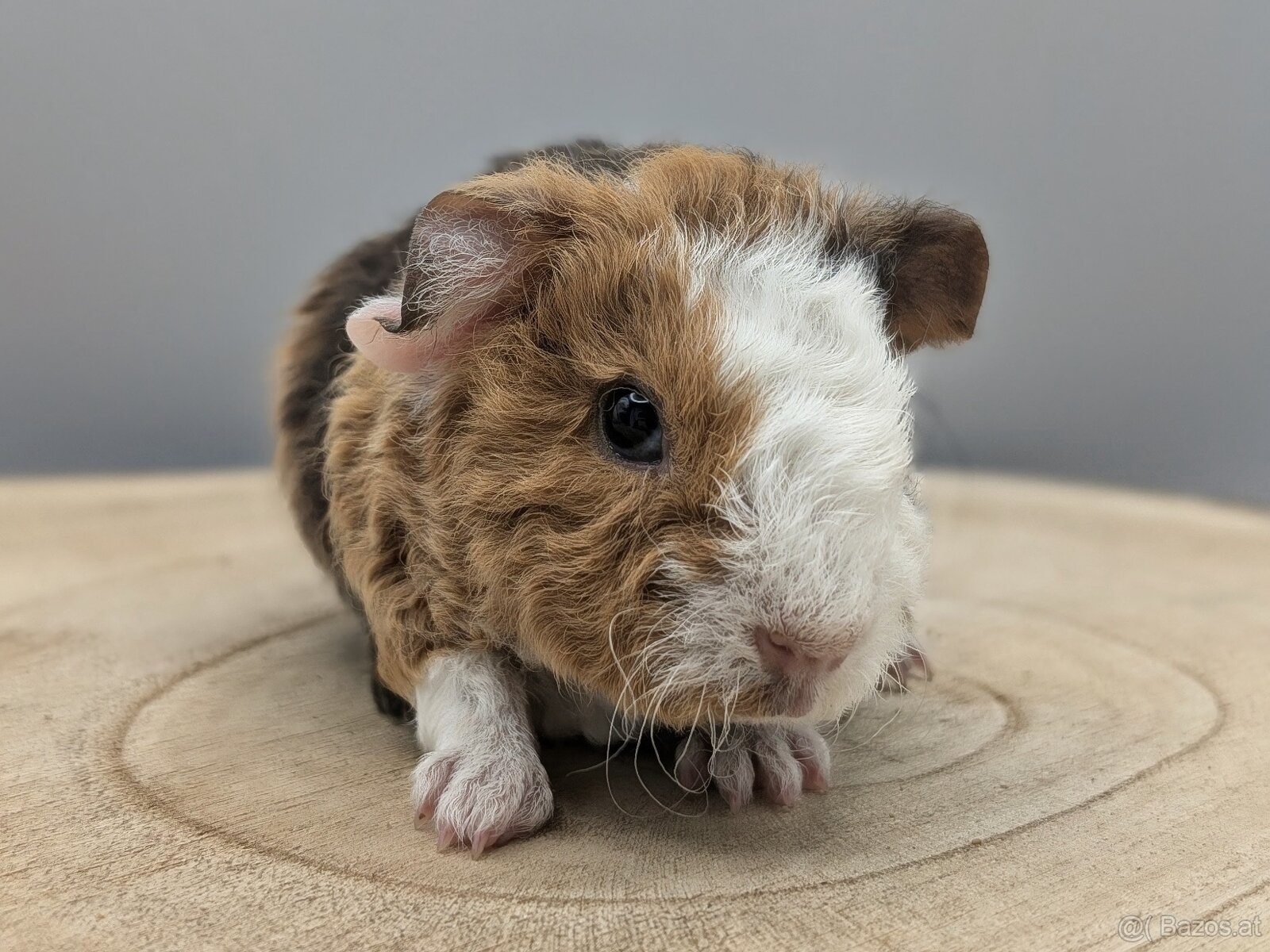 US-TEDDY Meerschweinchen - 3