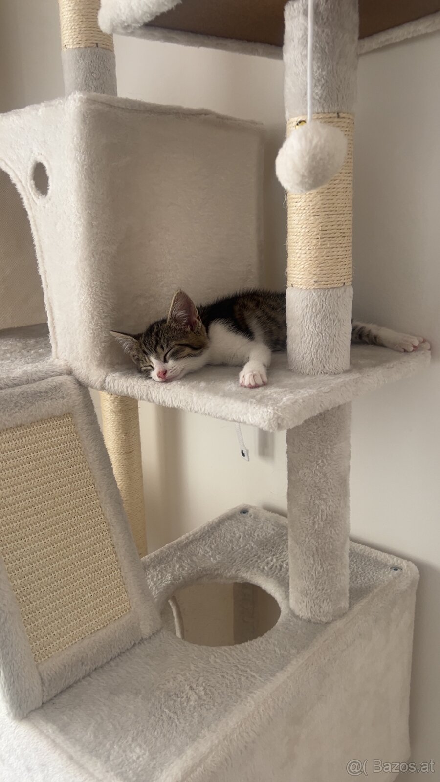 Europäisches Kurzhaar Kitten - 3