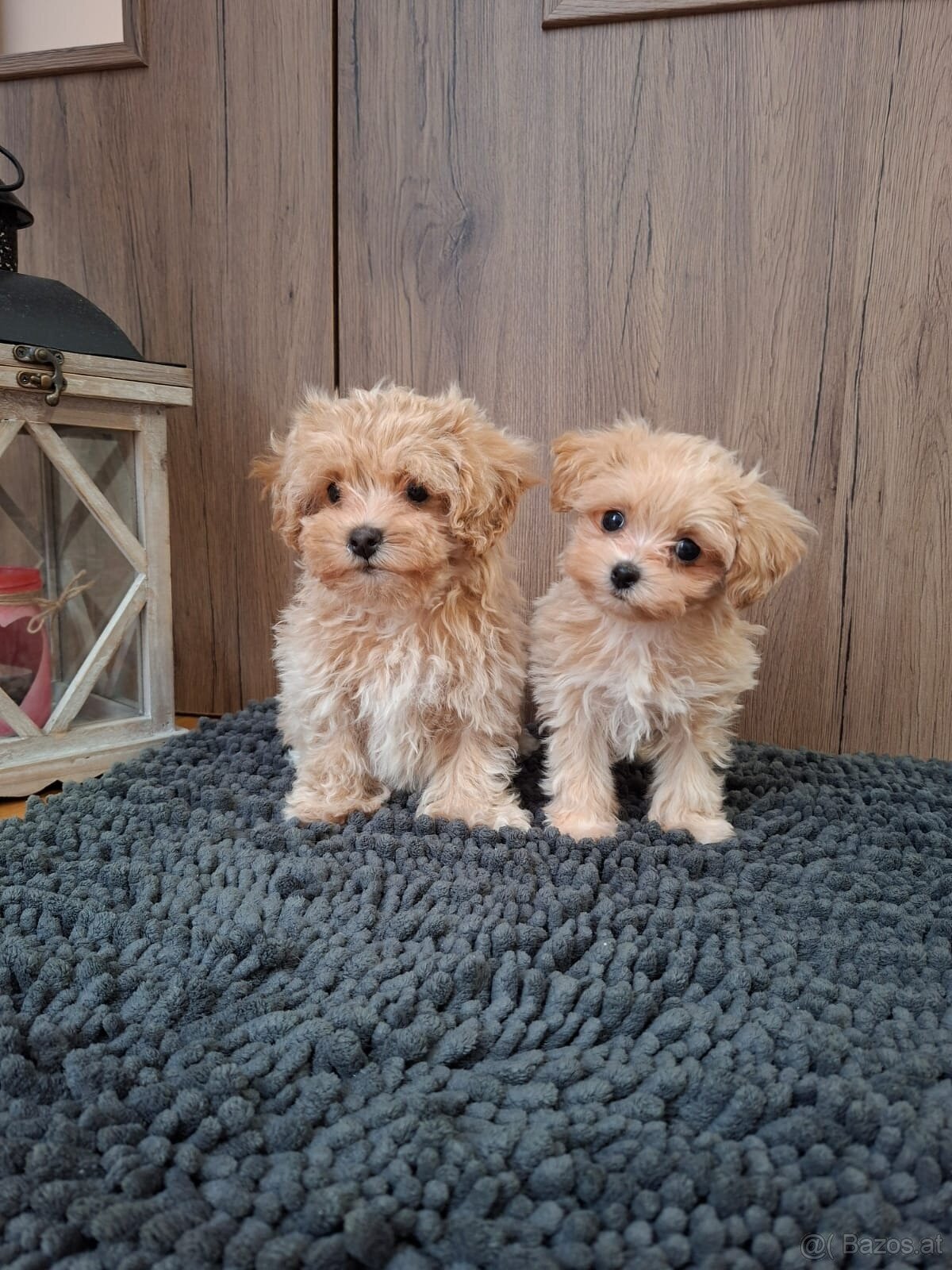Maltipoo mini - 3