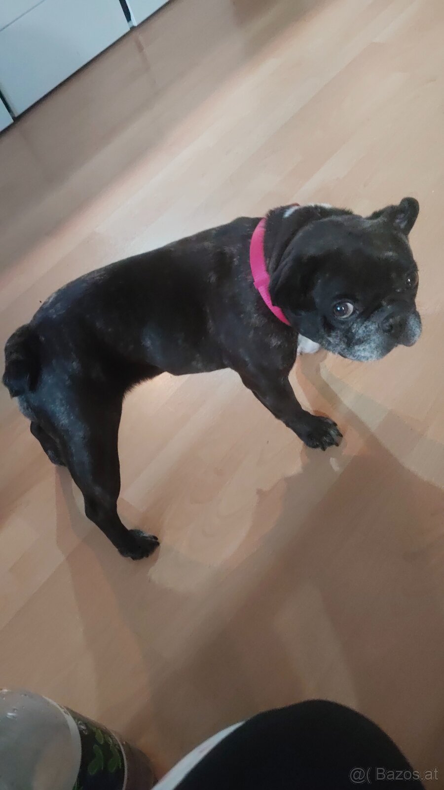 Französisch Bulldog - 3